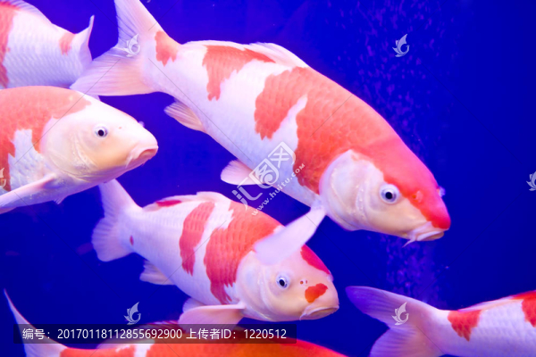 五顏六色的大錦鯉