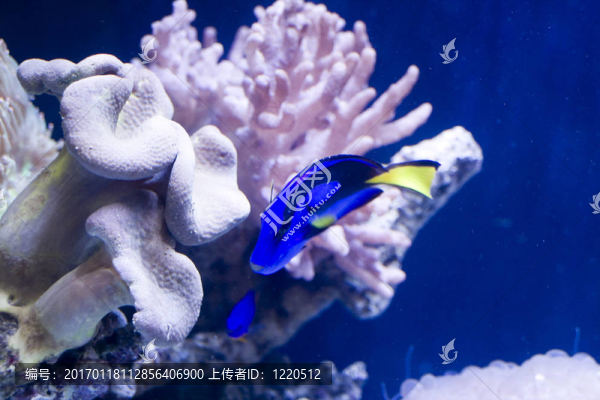 美麗的珊瑚和珊瑚魚