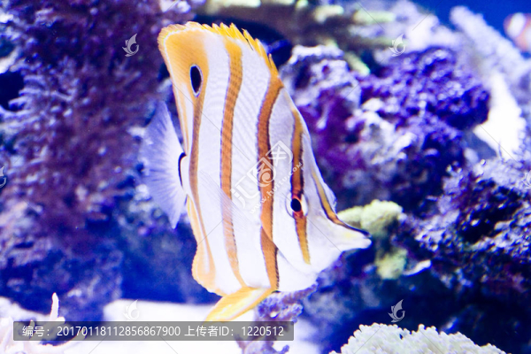 五顏六色的魚