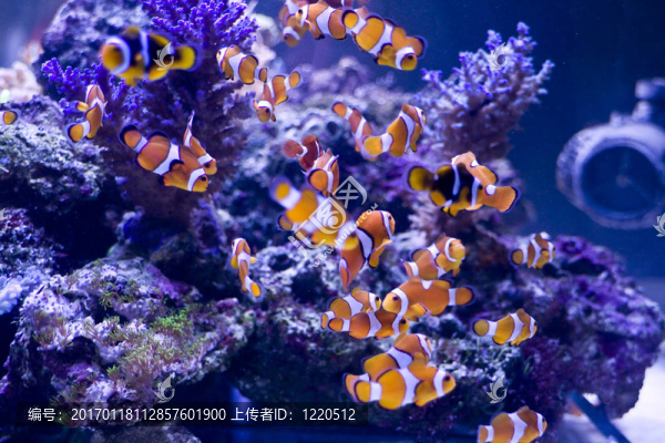 小丑魚