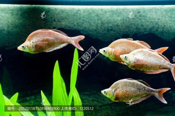 五顏六色的魚