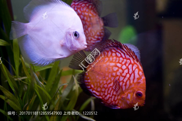 五顏六色的魚