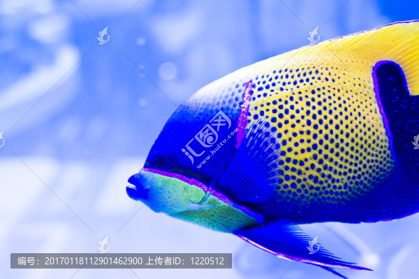五顏六色的魚