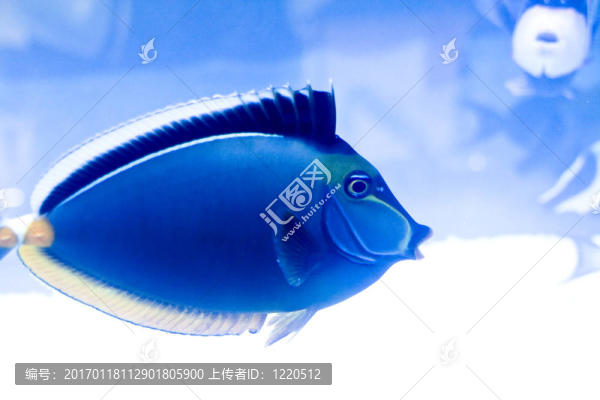 五顏六色的魚