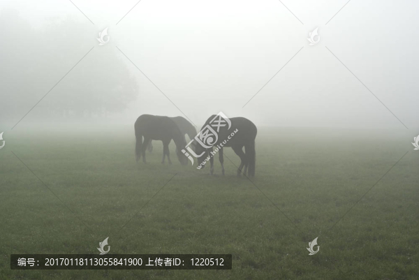 馬在薄霧的早晨。