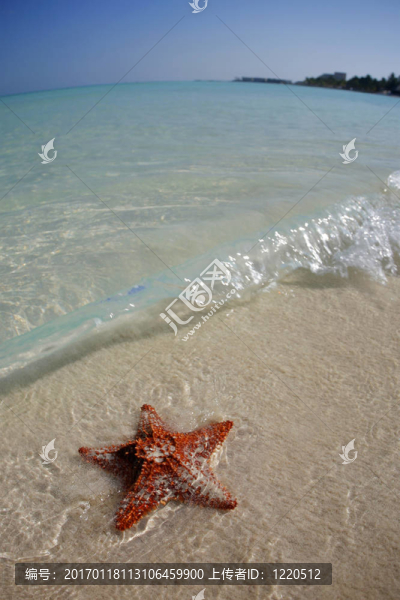 熱帶海灘上的海星