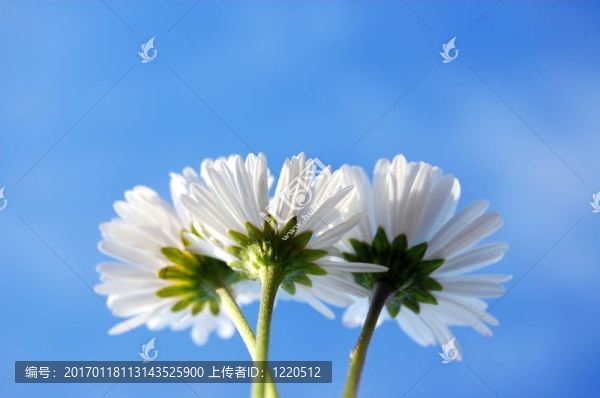 藍色天空下的菊花