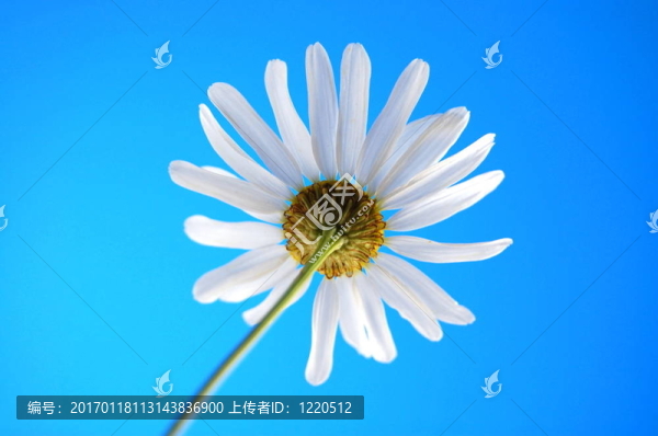 藍(lán)天下的beliw夏菊花