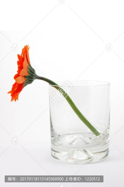 白色孤立花