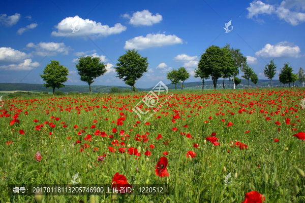 塵埃落定-匯圖網(wǎng) www.fosd68.com 塵埃落定