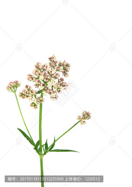 纈草花