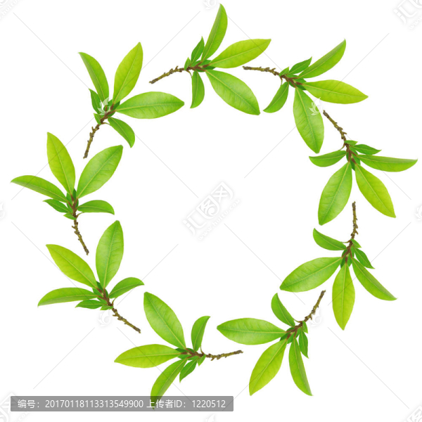 Garland灣的葉子-匯圖網(wǎng) www.fosd68.com Garland灣的葉子