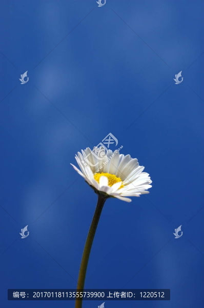 藍(lán)天下的菊花