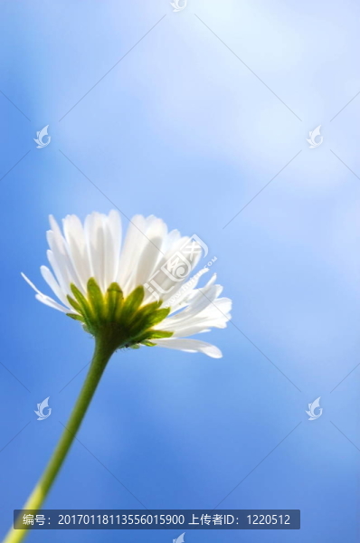 藍(lán)色天空下的菊花