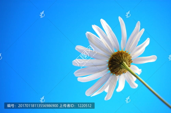 藍(lán)天下的beliw夏菊花