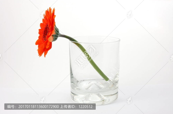 白色孤立花