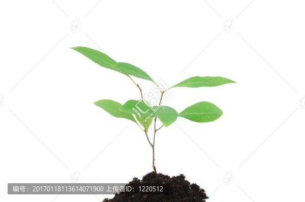年輕的植物