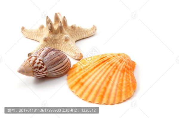 殼