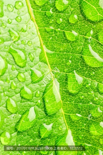 葉和雨滴-匯圖網(wǎng) www.fosd68.com 葉和雨滴