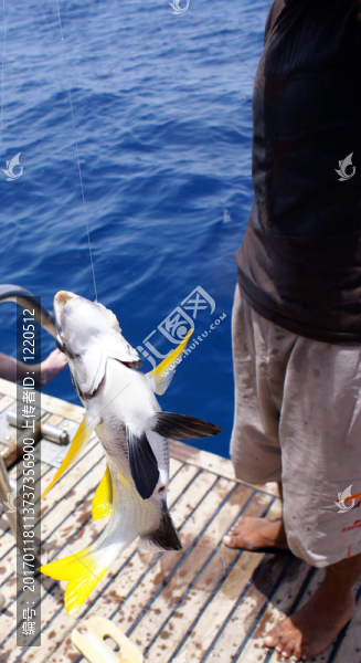 魚(yú)2-匯圖網(wǎng) www.fosd68.com 魚(yú)2