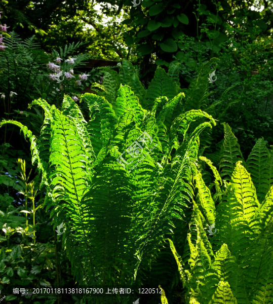 布什一個(gè)綠色的蕨類(lèi)植物-匯圖網(wǎng) www.fosd68.com 布什一個(gè)綠色的蕨類(lèi)植物