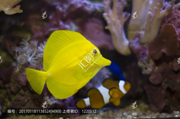 熱帶魚-匯圖網(wǎng) www.fosd68.com 熱帶魚