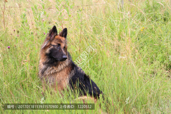 德國牧羊犬