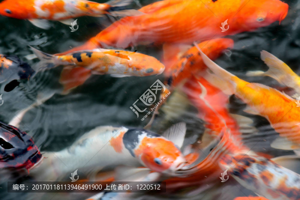 錦鯉