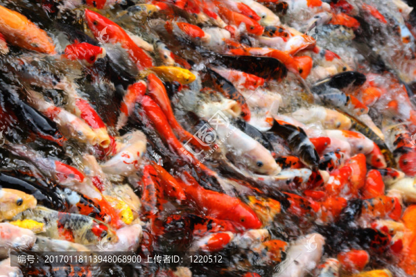 錦鯉