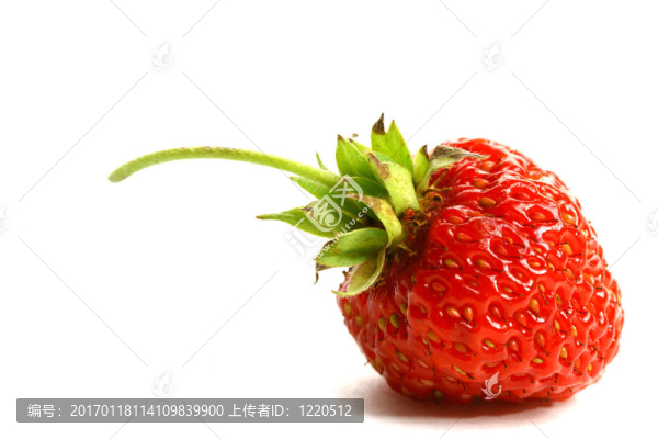 草莓離體