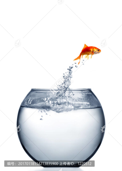 金魚(yú)跳出來(lái)的T