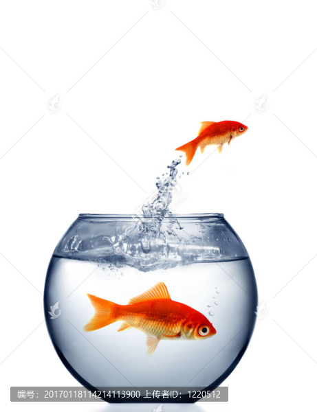 金魚跳出來的T