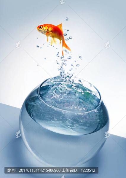 金魚跳出來的T