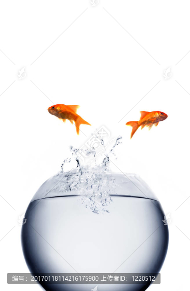 金魚跳出來的T