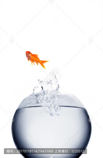 金魚跳出來的T