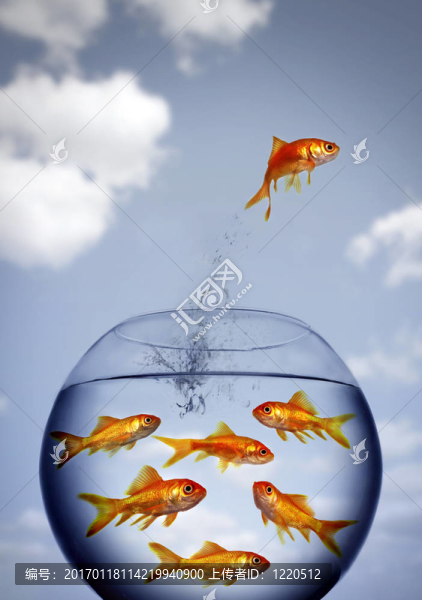 金魚跳出來的T
