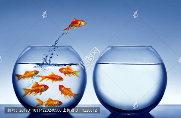 金魚跳出來的T