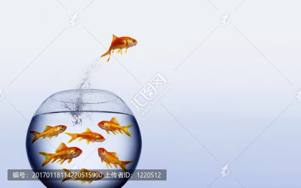 金魚(yú)跳出來(lái)的T