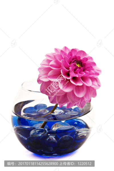 美麗的花