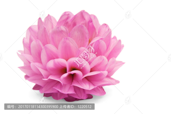 美麗的花