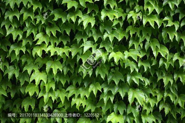 常春藤爬滿了墻壁
