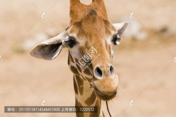 長(zhǎng)頸鹿-匯圖網(wǎng) www.fosd68.com 長(zhǎng)頸鹿