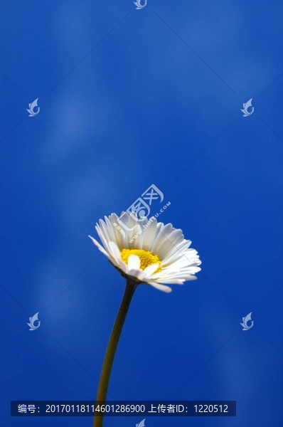 藍天下的菊花