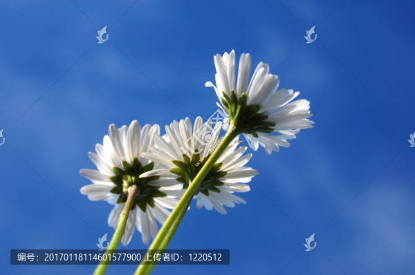 藍(lán)色天空下的菊花