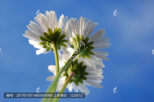 藍(lán)色天空下的菊花