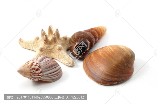 殼