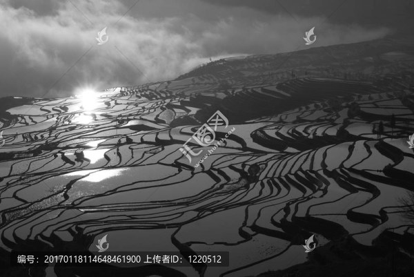 燦爛的稻田