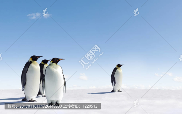企鵝