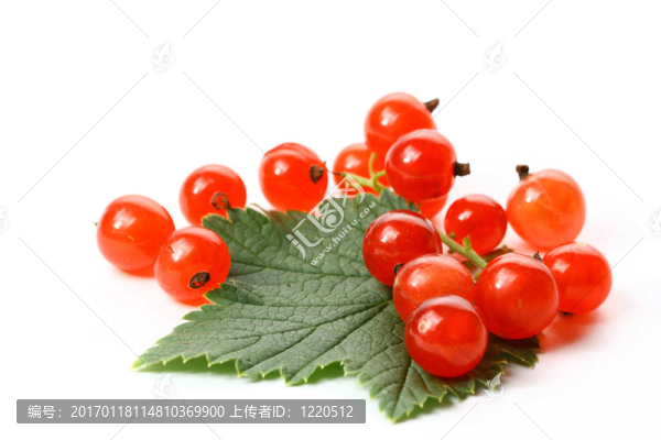紅醋栗