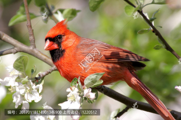 男性北美紅雀(紅雀紅雀)-匯圖網(wǎng) www.fosd68.com 男性北美紅雀(紅雀紅雀)